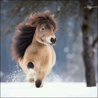 Si le poney gratte le sol avec ses antérieurs, qu'est-ce que cela signifie ?