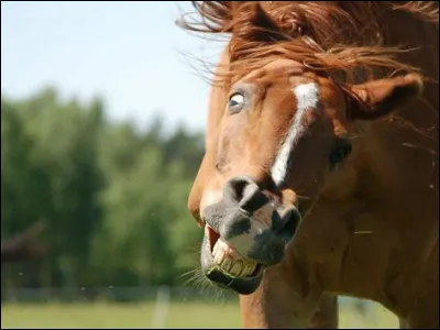 Si le poney agite lentement sa queue, qu'est-ce que cela signifie ?