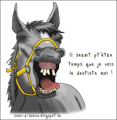 Combien de dents ont les juments, combien de dents ont les mâles ?