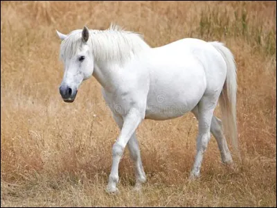 Quelle est la robe de ce poney ?