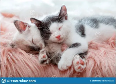 Qui préfères-tu comme compagne ?