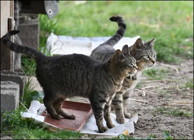 Préfères des bonnes reines ou des chattes indépendantes ?