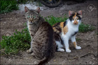 Qui est le frère du compagnon de la fille de la demi-sur de Plume Grise ?