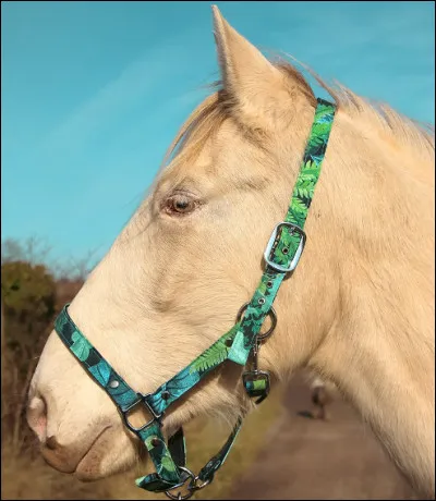 Comment incurver son cheval ?