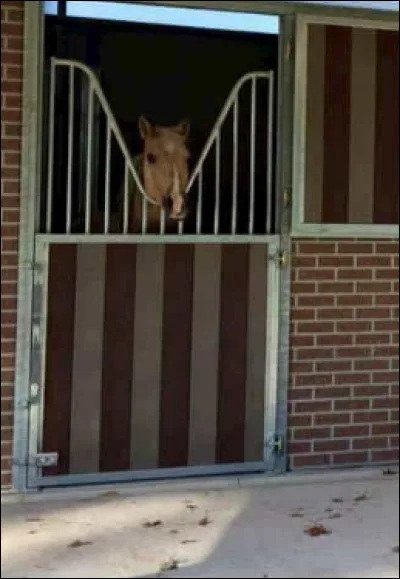 À quoi sert la grille en col de cygne sur le box des chevaux ,