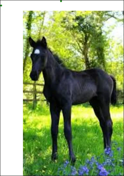 Expliquez le galop à droite.