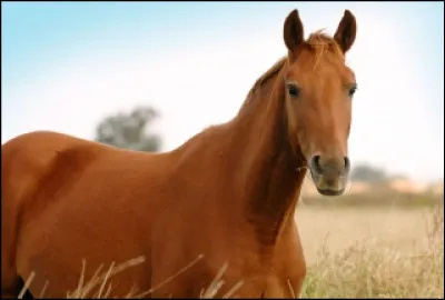 Quelles sont les lettres de manège ?