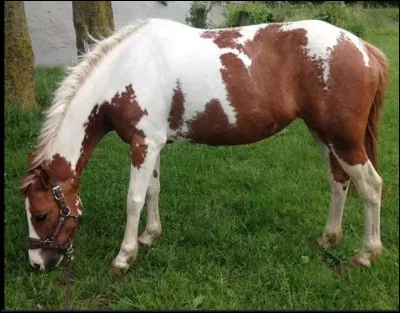 Que mange un cheval ?