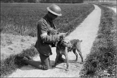 "J'ai tenu modestement à dire ce que fit au front [...] ce brave, ce bon, ce fidèle auxiliaire du soldat français : le Poilu à quatre pattes".
Paul Mégnin, 1920.

Comment s'appelle le chien le plus récompensé lors de la Grande Guerre ?