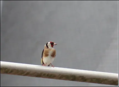 "Levant la tête et cherchant de quelle bouche articulant si distinctement peuvent provenir ces sons, la fille de Jupiter est persuadée que c'est un être humain qui a parlé. C'était un oiseau." 
Ovide, Les Métamorphoses

Quels oiseaux sont très utilisés dans le monde et à toutes époques pour transporter des messages ?