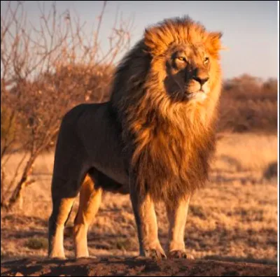 "Tant que les lions n'auront pas leur historien, les récits de chasse glorifieront le chasseur."
Proverbe africain.

À quoi n'est pas associé le lion dans le judaïsme médiéval ?