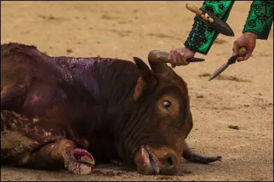 "Alors le taureau
[...]
fleuri de sept couteaux,
tombe à genoux et répand sa langue sur le sable."
J. Cocteau, Discours du grand sommeil, 1925.

Dans quel cadre la tauromachie fut-elle pratiquée dans l'antiquité romaine ?