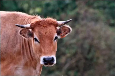 "Bufs qui faites sonner votre joug et vos chaînes, [...] qu'est-ce donc que vous voulez dire avec vos yeux ? Ils me semblent plus riches de sens que tous les livres que j'aie jamais lus." 
Walt Whitman, feuilles d'herbe, 1860.

Quel est le nom de la deuxième plus longue sourate du Coran ?