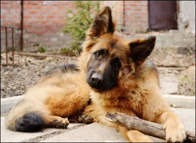 Et maintenant, quelle est cette race ?