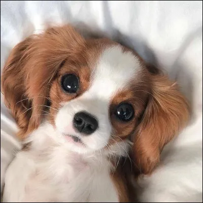 Quelle est cette race de chien ?