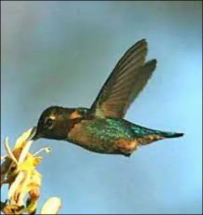 Quel est le seul oiseau qui est capable voler en arrière ?