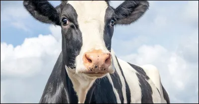 Combien une "bonne" vache laitière produit-elle de litres de lait par jour ?