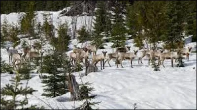 Combien de kilomètres le caribou parcourt-il en un an ?