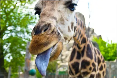 La langue d'une girafe est aussi grande que...