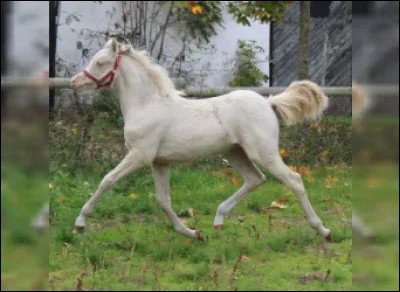 Quelle est la pire cons&eacute;quence du syndrome du poulain blanc ?