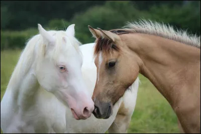 Voyons voir si vous avez compris. Quels sont les crit&egrave;res d�une robe blanche ?