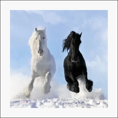 Et voici le fameux frison blanc ! Mais est-il vraiment blanc ?