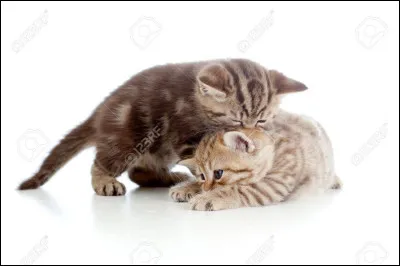 Qui est son frère ?