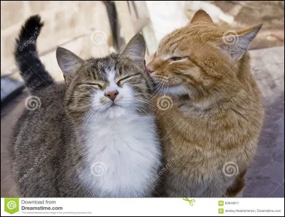 Qui est son compagnon ?