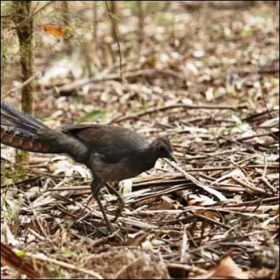 Quel est le surnom de loiseau australien appelé ménure en raison de la forme de sa queue ?