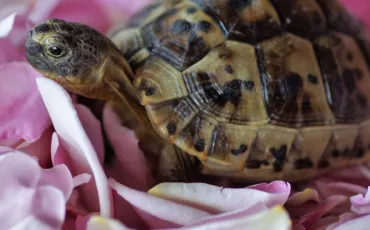 Quiz Tortues
