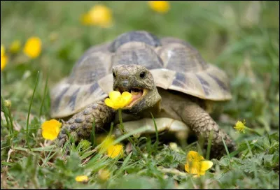 Quelle est la fleur que mangent les tortues de terre ?