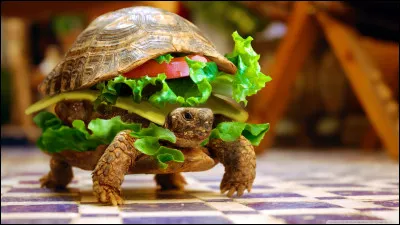 Quel fruit ne faut-il pas donner aux tortues ?