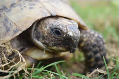 La tortue peut-elle manger de l'herbe ?