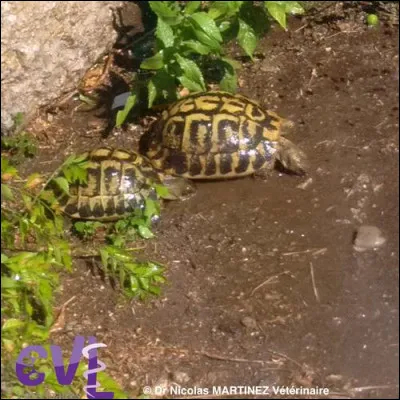 Quel est le besoin météo important pour les tortues ?