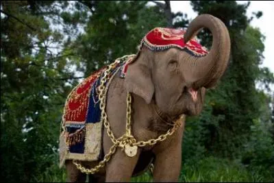 Qu'a de spcial cet lphant ?