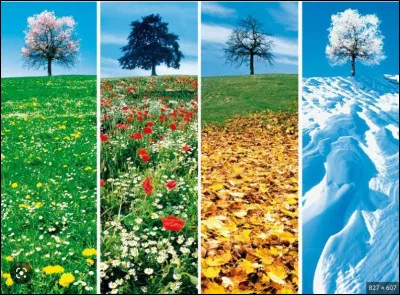 Quelle est ta saison préférée ?