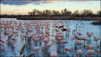 Où peut-on trouver des flamants roses en France ?