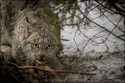 En France, où avez-vous le plus de chances de rencontrer cet animal ?