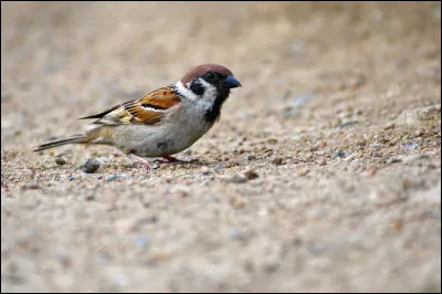 Là où il vit, on le voit tous les jours sans lui prêter la moindre attention, malgré le fait qu'il y en ait de moins en moins, alors il s'est pris en charge lui-même, et colonise les pays où il n'existait pas, trouvez l'un de ces pays, ou région d'un pays !