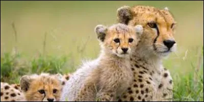 Je vous laisse deviner le nom de leur pays !