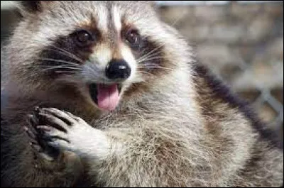 Il vit sur ce continent depuis très longtemps, choisissez le pays approprié !