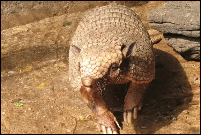 Les tatoué(e)s ne seront pas plus avantagé(e)s que les autres, où peut bien vivre cet animal ?