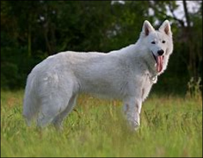 Quelle est la race de ce chien ?