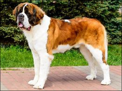 Quelle est cette race ?