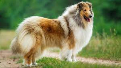 Quelle est cette race ?