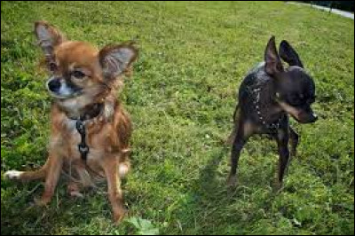 Quelle est la race de ce chien ?