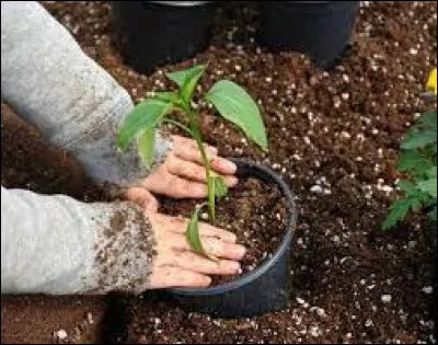 Il s'agit de penser que lorsqu'il est terreux, c'est en fait... un plouc