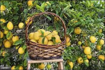 Il s'agit de penser au fort et délicieux parfum des agrumes et à la ville du citron...