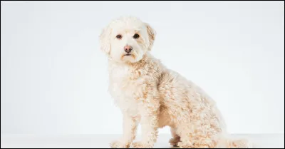 Le maltipoo est l'une de ses races. Le prix de cette race s'élève de 1500 à 2500 euros.