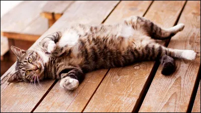 Tous les chats détestent les caresses sous le ventre.